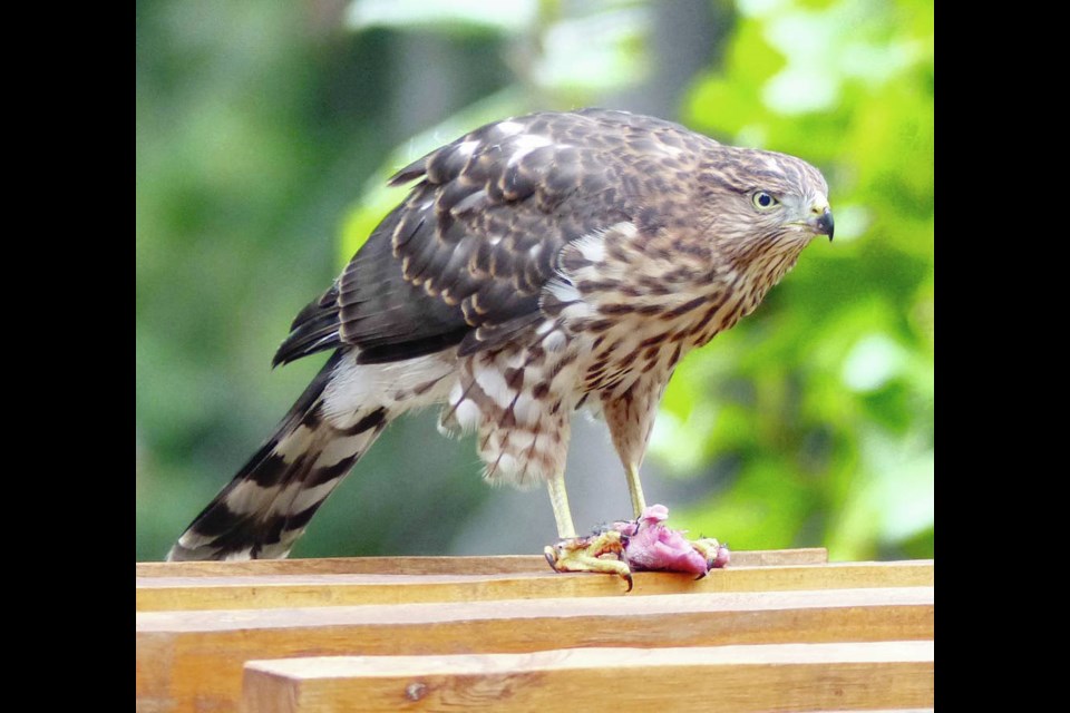 Even young hawks like this one are impressive birds. K. Greig