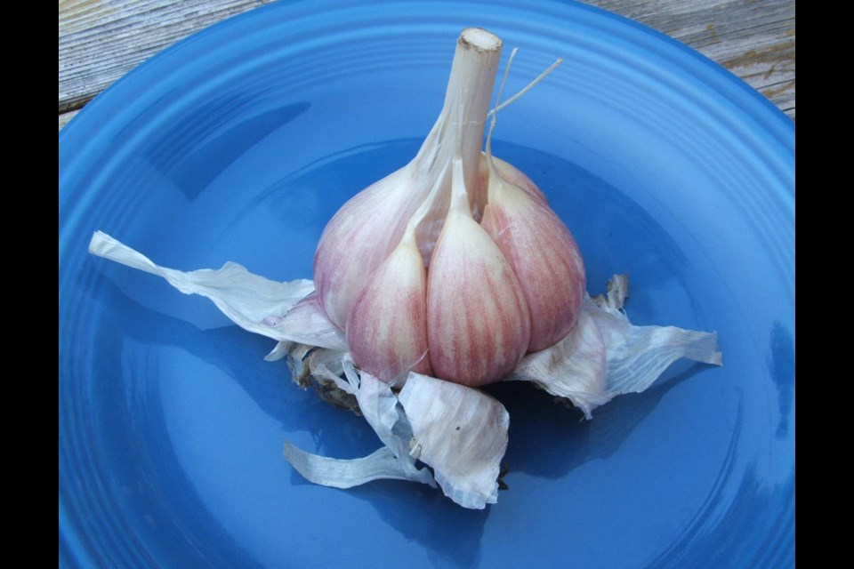 For garlic planting in late September or early October, use the best bulbs from the best plants in this years garlic harvest. Helen Chesnut