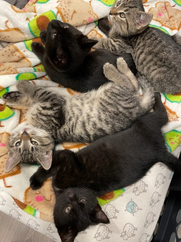 kittens