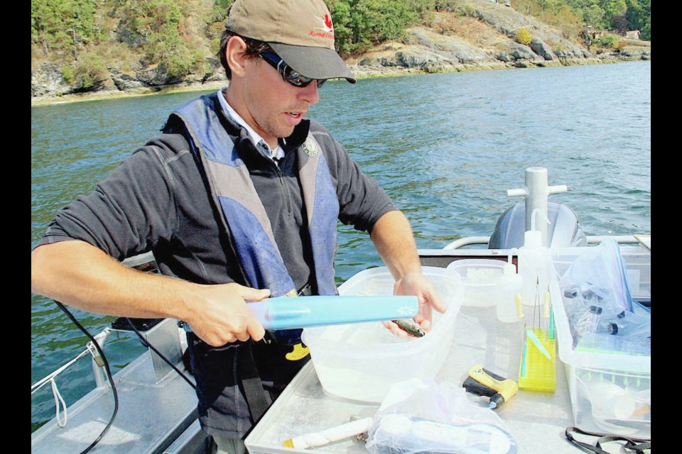 A scientist involved in the Salish Sea Marine Survival Project scans juvenile salmon in the Sansum Narrows, in the Strait of Georgia. PACIFIC SALMON FOUNDATION