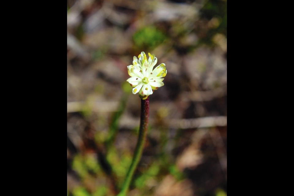Triantha occidentalas lives in wetlands in open areas from sea level to the alpine. UBC BOTANY DEPARTMENT
