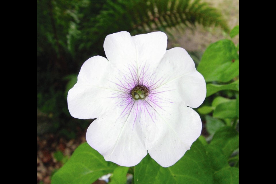 Tickled Blush is a new climbing (or trailing) petunia. Helen Chesnut