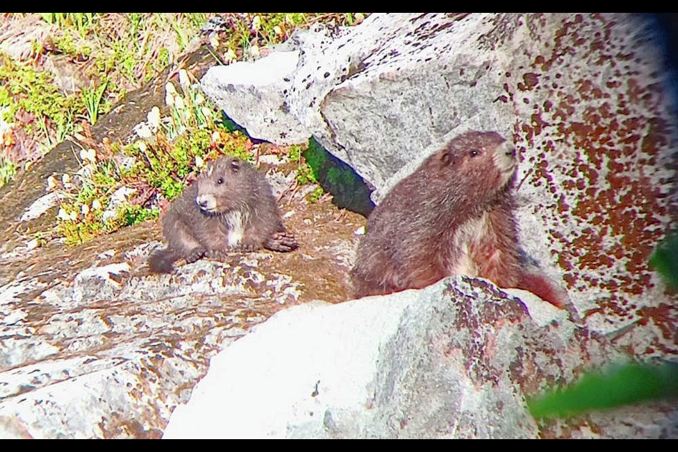 Endangered Vancouver Island marmots, known affectionately as whistle pigs, live on remote alpine slopes. KEVIN GOURLAY