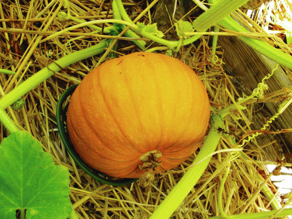 Why are My Pumpkins Turning Orange in July?