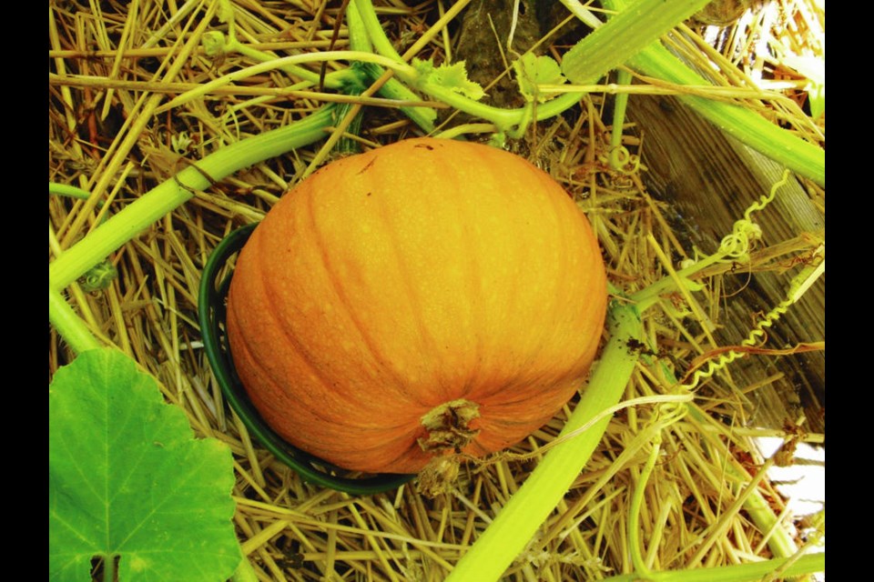 Pumpkin flowers can cross-pollinate with zucchini and several types of winter squash to produce fruits with seeds that, if planted, can yield fruits that revert to potentially dangerous ancestral traits. HELEN CHESNUT