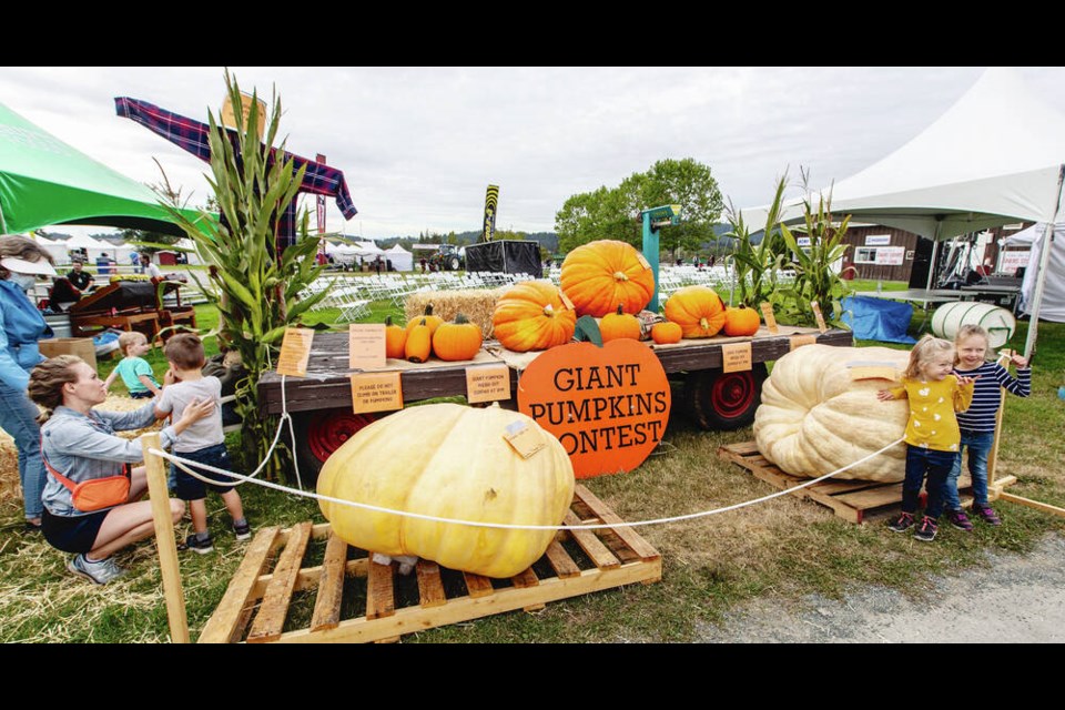 Giant pumpkins at the 152nd Saanich Fair. DARREN STONE, TIMES COLONIST