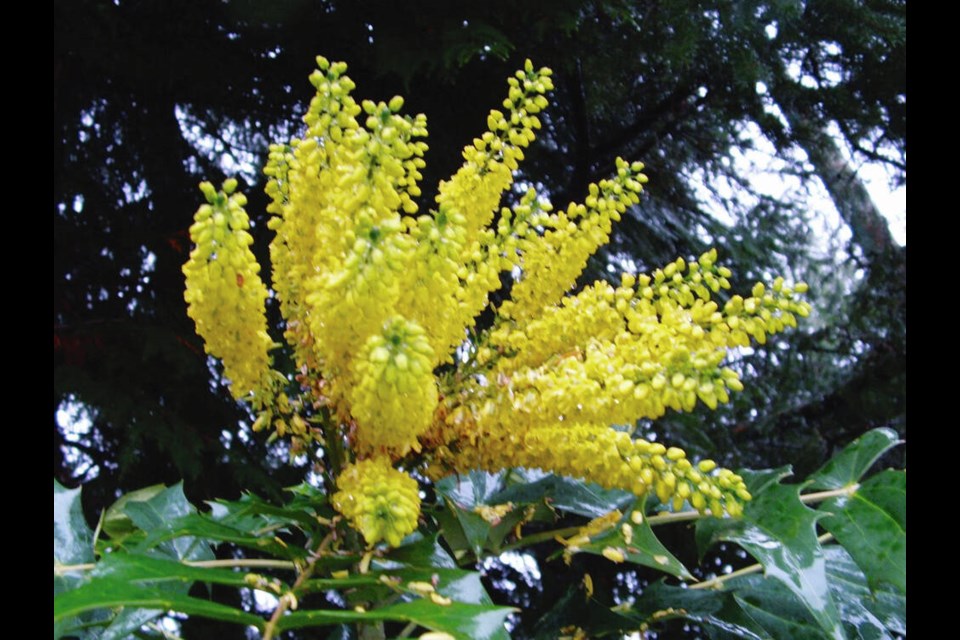 Tall Oregon grape produces large sprays of golden flowers in winter. HELEN CHESNUT
