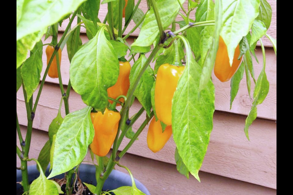 Little Orange pepper plants in a pot are laden with sweet peppers.