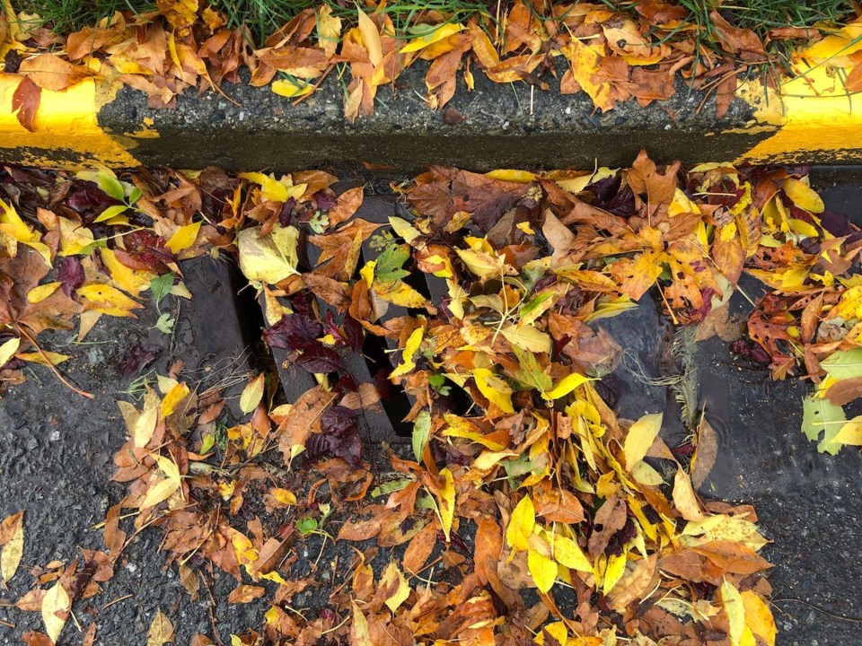 leaves in drain