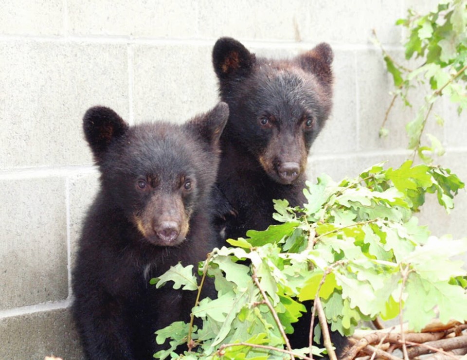 TC_343885_web_port-hardy-cubs.jpg_1.jpg