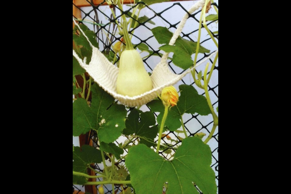 There are a number of creative ways to support squashes and melons growing on vertical supports. Hollie Blanchette
