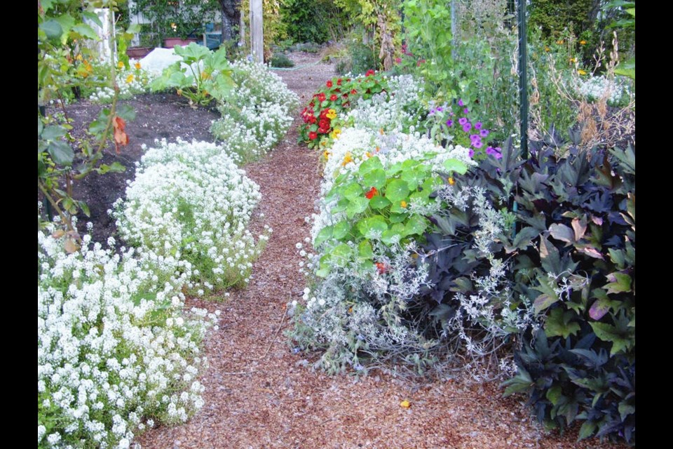Flowers edging vegetable plots add colour and health to food gardens. The white sweet alyssum is especially effective at attracting and feeding beneficial insects. Its honey-like scent is a bonus. Helen Chesnut