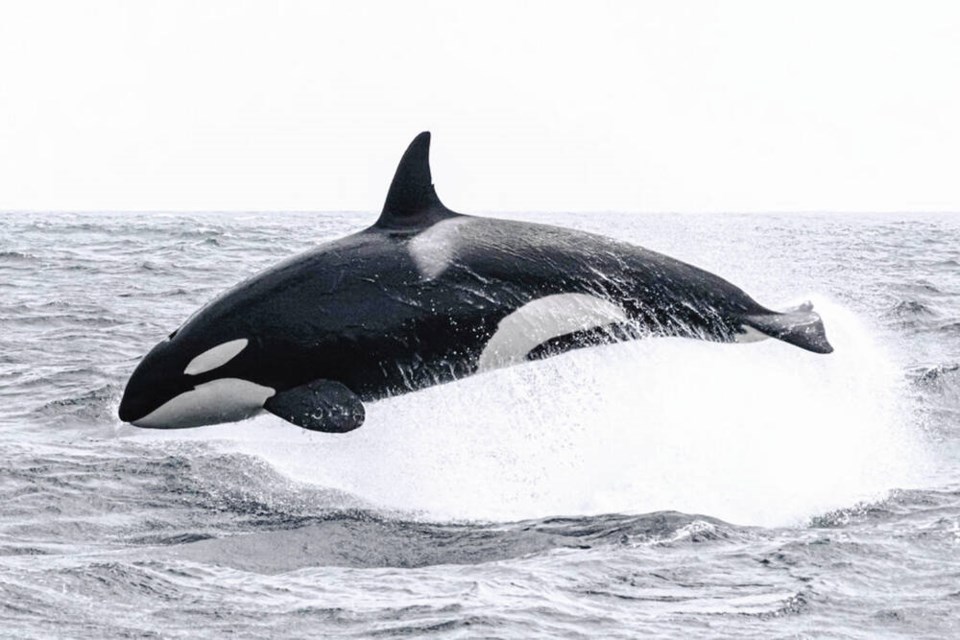 An outer coast killer whale in pursuit of a dolphin in Monterey Bay, California. There are pocket communities of transients between southern California and northern Alaska that spend most of their lives in deep water and rarely mix. SELENA RIVERA