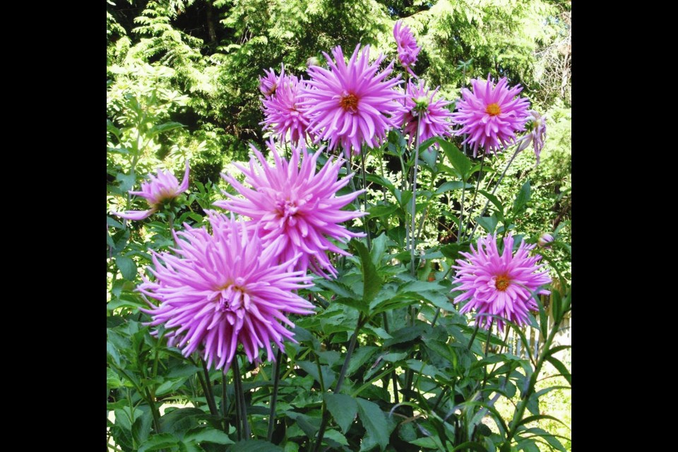 Dahlias that grow tall and slender can be pruned to create a bushier plant with more flowers. Helen Chesnut
