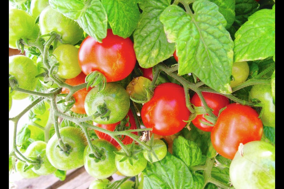 Cherry tomatoes grown in pots on a patio, deck or balcony provide tasty snacks daily during the summer and early autumn. Helen Chesnut