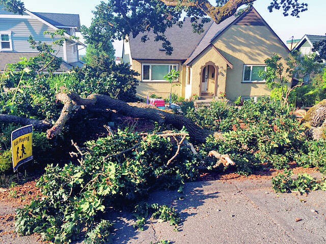 A limb fell from a Garry oak tree on Watson Street in Victoria on the evening of Monday, June 28, 2021, likely the result of the hot, dry conditions the region was experiencing. COURTESY OF ANISSA PAULSEN