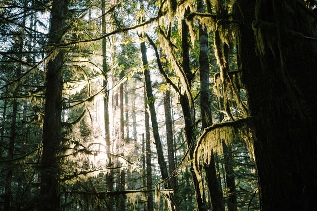 African hymn brings inspiration in forest demonstrations