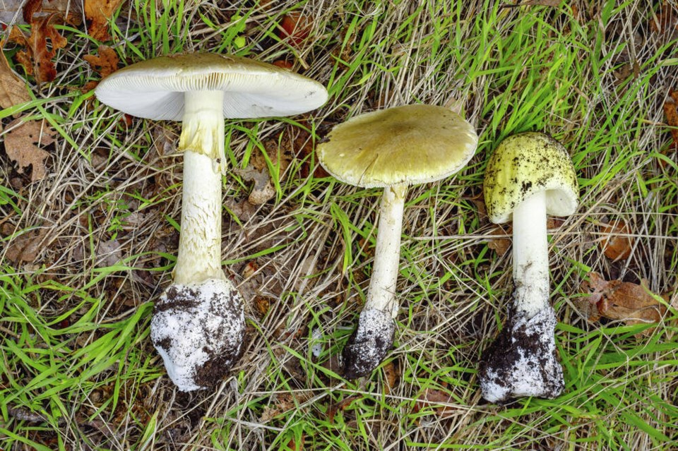 TC_384291_web_125-Amanita-phalloides-Holk--1-.jpg