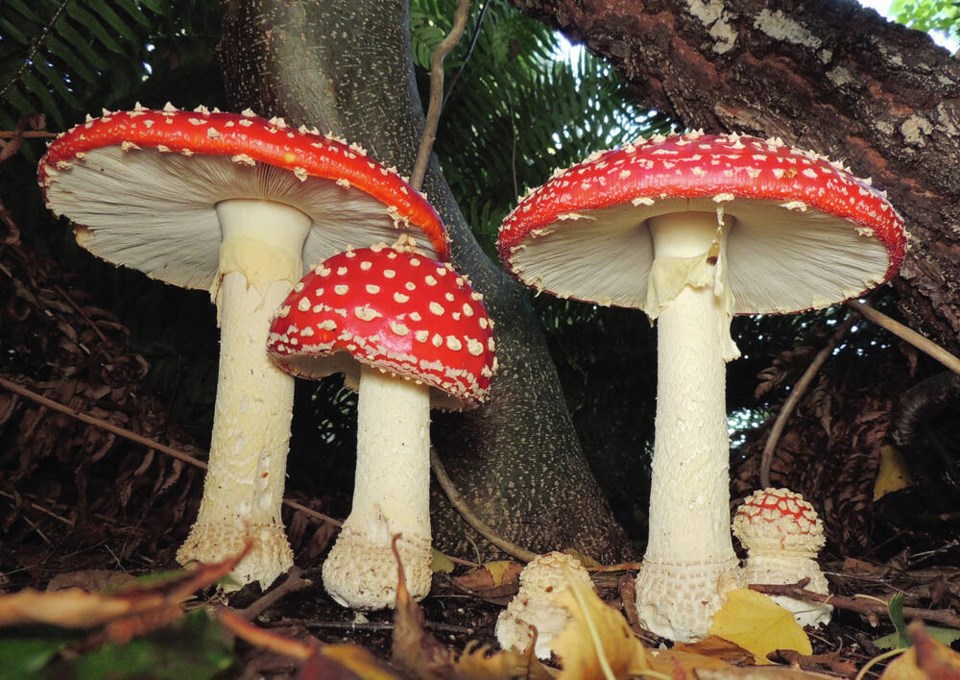 TC_384291_web_Amanita-muscaria-PK8131-paul-kroeger.jpg