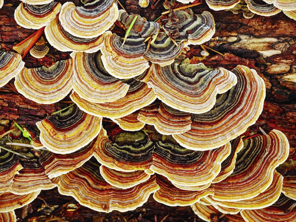 TC_384291_web_403-Trametes-versicolor-Mab.jpg