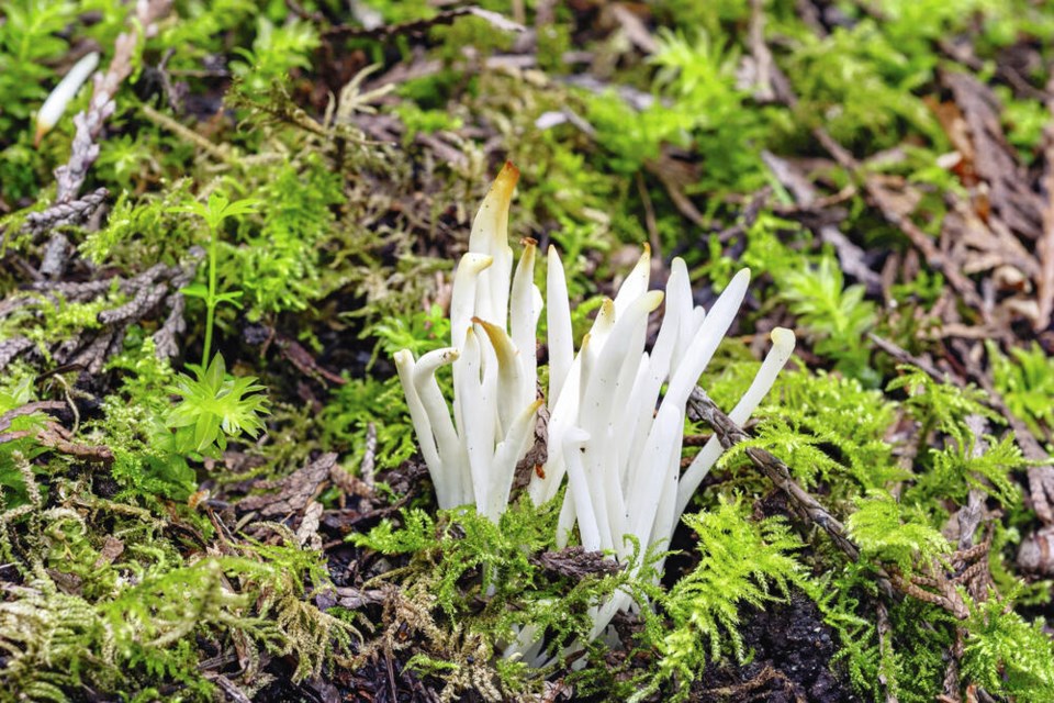 TC_384291_web_349-Clavaria-fragilis-Holkk--1-.jpg