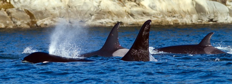 a1-0721-orcas-clr.jpg