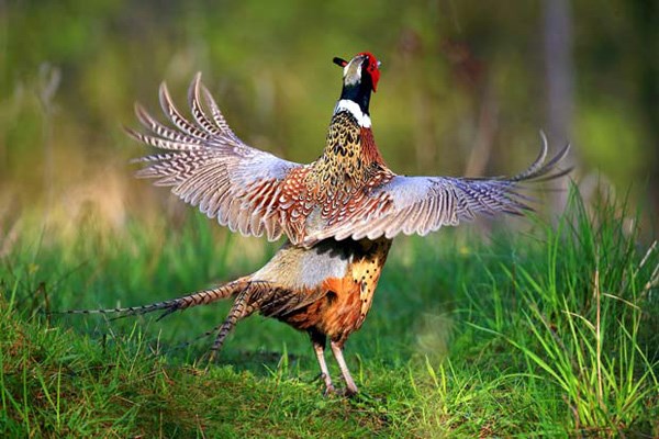 Burnaby resident Bill Murdock shot several stunning photos of a ring-necked pheasant at Deer Lake recently.