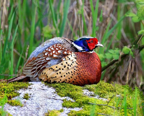Burnaby resident Bill Murdock shot several stunning photos of a ring-necked pheasant at Deer Lake recently.