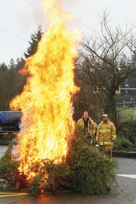 Burn baby burn: A tree-burning demonstration at the New Westminster Firefighters' Charitable Society's annual tree-chipping event shows residents how fast a fire can take hold when a Christmas tree is involved.