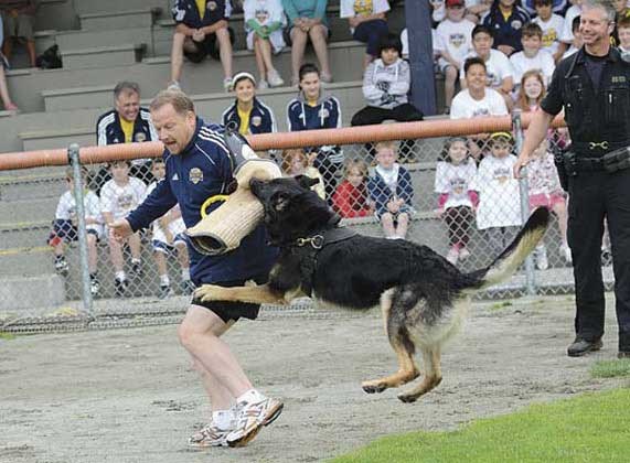 Sick em: Police dog Oso chomps down on Const. Mark Barritt's arm during a demonstration of a police dog's work for kids attending the 2011 New Westminster Police Soccer School.