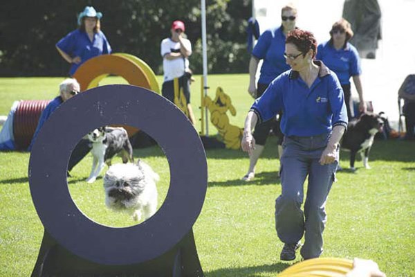 Jump to it: Simba, accompanied by Esther Ostrower, participates in the 12th annual Doggy Fun Day that was held Aug. 28 in Queen's Park.