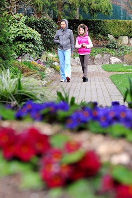 In the park: Donna Zhang, left, and Lilly Liu wander amongst the flowers in Queens Park on Sunday afternoon.