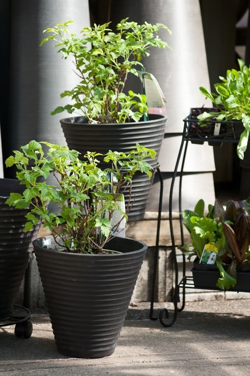 Figaro's Garden
