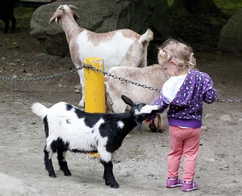 Furry friends: The Queen's Park petting farm opened on the Victoria Day weekend.