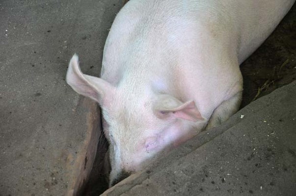 This little piggy: Pigs, goats, rabbits and other creatures call the Queen's Park Petting Farm home from Victoria Day until Labour Day.