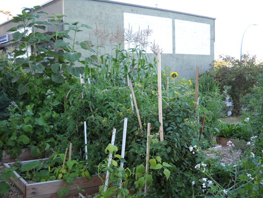Organic: the New Westminster Community Gardening Society has decided to keep its three local gardens free of genetically-engineered crops.