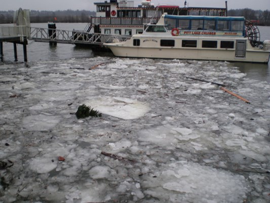 Remnant of Christmas: A lost Christmas tree floats amid the ice off the Quay in New Westminster. Reader Scott Larsen sent this shot in after taking it on Sunday, Jan. 22.
