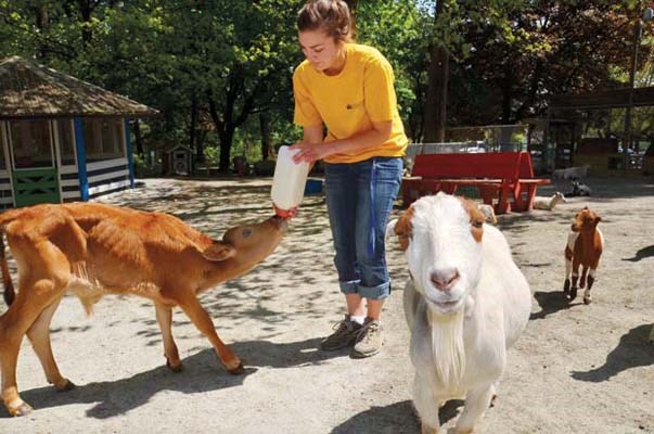 Moo, baa, honk: Kelsey Haines - here feeding a one-month-old Jersey calf named Toby - was busy this week getting the farm ready for visitors. Toby will be joined by pigs, goats, sheep, a peacock and more. The always-popular Queen's Park Petting Farm opens for the season on Saturday, May 19, and runs daily from 10 a.m. to 5:30 p.m. until Labour Day weekend.