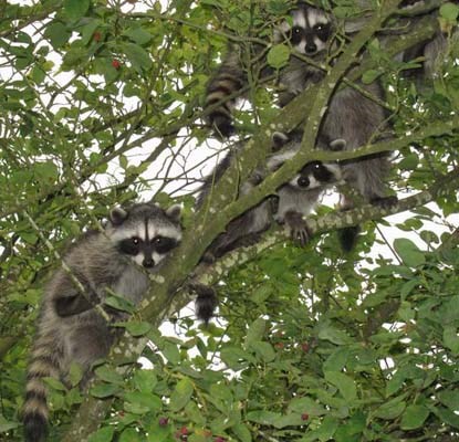 Home sweet home: Five young raccoons and their mother sit in a tree in Darren Cardinal's backyard in New Westminster.