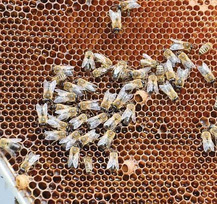 Hardworking bees: Bees in John Gibeau's bee colony are hard at work and produce honey that he shares with neighbours.