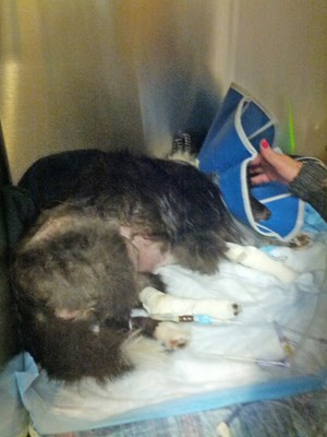 Healing: Three-year-old Finley is currently in a veterinary hospital in Vancouver, in critical condition.