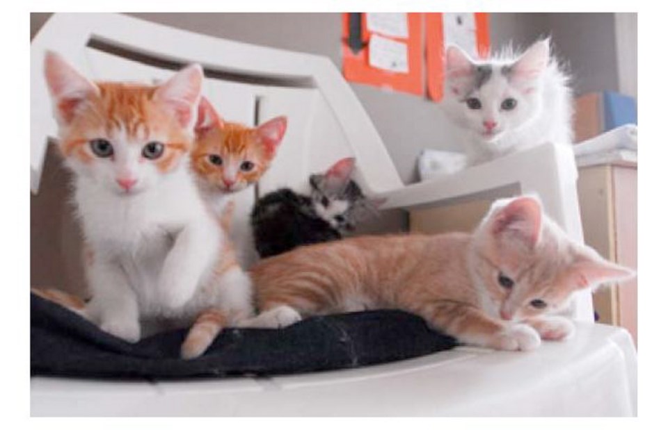 Nanaimo kittens.jpg