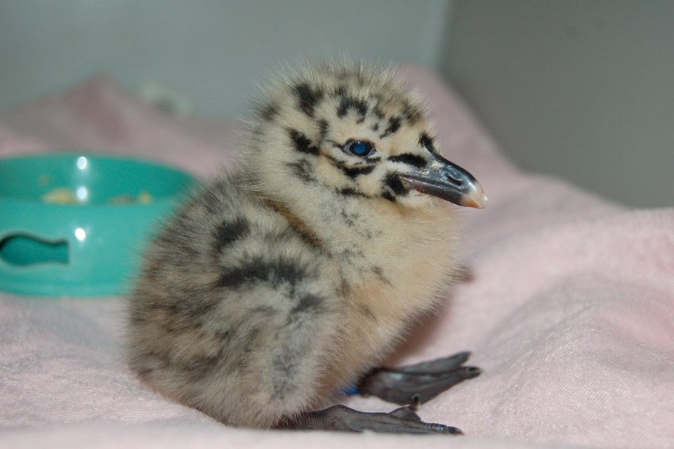 This baby gull, who prefers bite-sized pieces of salmon, is one of several whose first flight from a high rise building in downtown Victoria hit a few hitches.