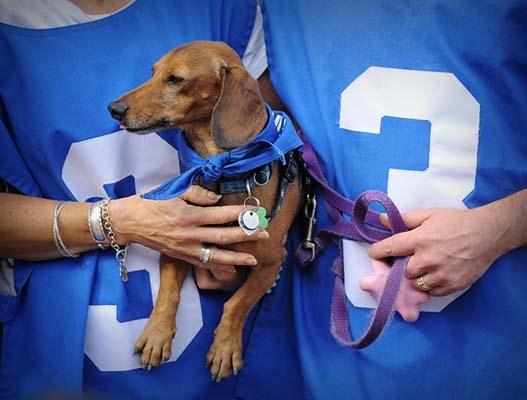 The grand champion of the 2013 wiener dog races at the Hastings Racecourse Sunday, July 14, 2013, is none other than Vancouver's own Roger The Wiener.