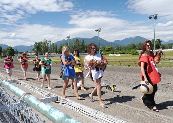 Wiener dogs and their owners head out to the starting line at the Hastings Racecourse for the second-to-last heat of the annual wiener dog races Sunday, July 14, 2013