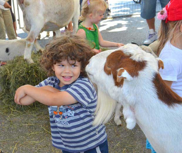 Getting to know you: Jader Castaneda, 3, gets up close and personal with the goats at the petting zoo at the annual 12th Street Music Festival last Sunday.