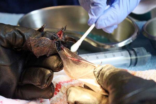 Potentially lethal: Staff at the Wildlife Rescue Association of B.C. have taken in a variety of animals unintentionally caught in sticky rat traps, including crows, bats and songbirds.