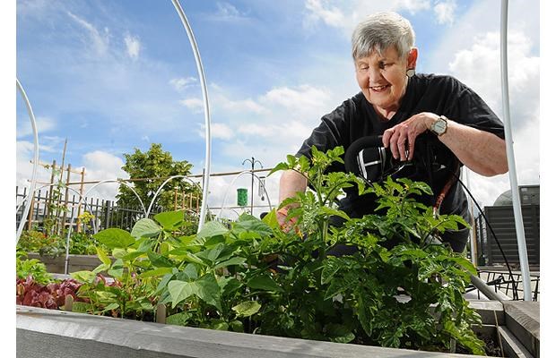 Evelyn Legault tends to her rooftop garden plot at Linden Tree Place at Eighth and Vine.
