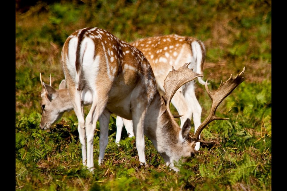 Fallow deer graze on Sidney Island, which has also struggled with fallow deer, instituting annual culls and hunting to reduce the population.