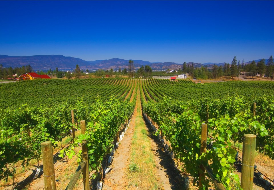 BC Wine 0518